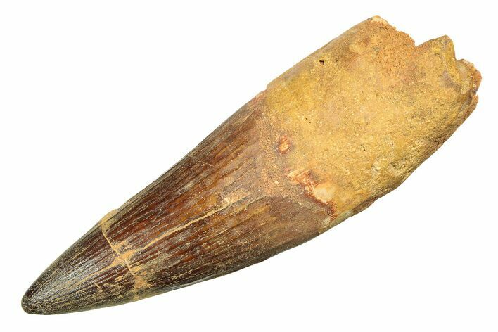 Real Spinosaurus Tooth - Huge Dinosaur Tooth #307940